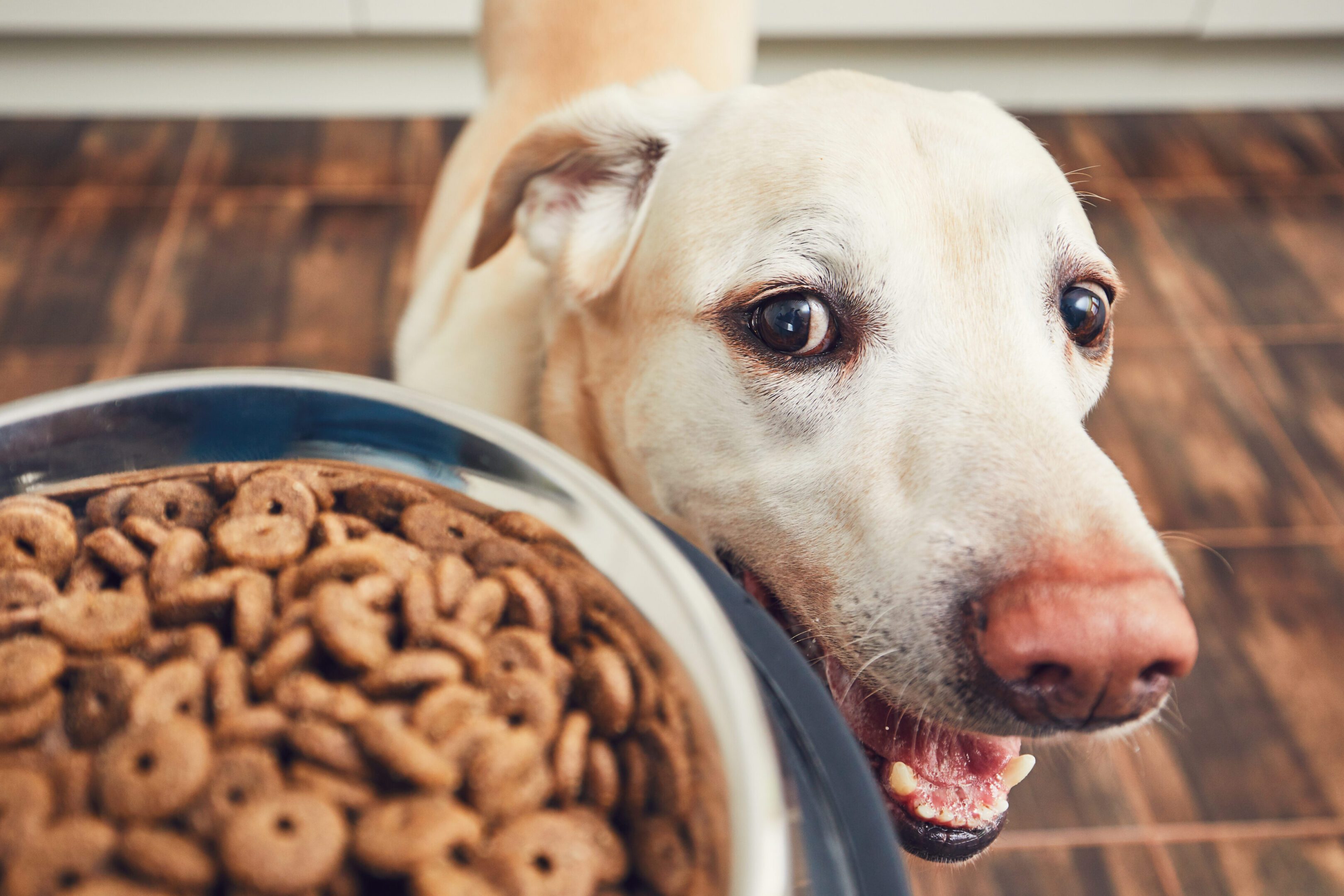 Domestic,Life,With,Pet.,Feeding,Hungry,Labrador,Retriever.,The,Owner